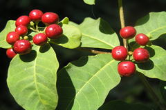 Rauvolfia tetraphylla